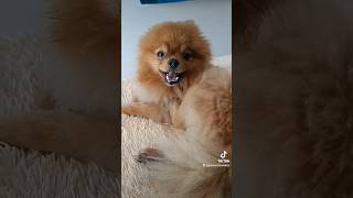 Alex Pomeranian Funny Cute  #pomeranian #dog #funnydogs