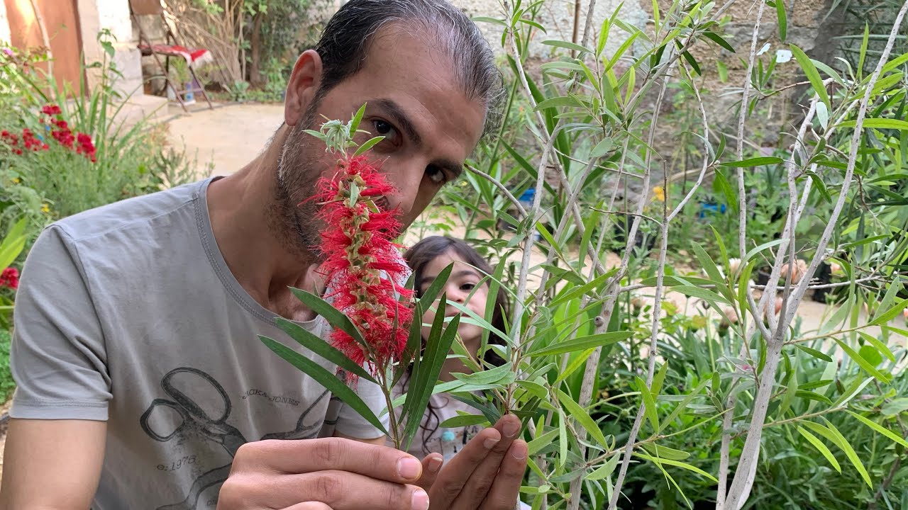 أفضل نبات للديكور المنزلي طارد للحشرات معمر الأوراق مليئة بالفوائد وسهلة العناية ،شجرة فرشاة الزجاج