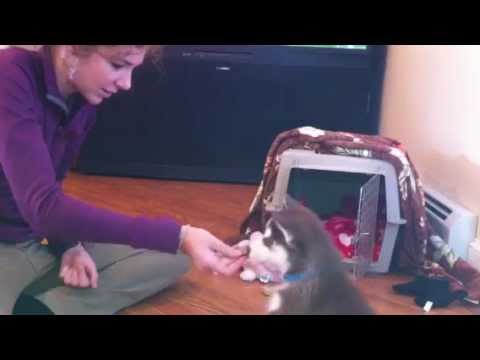 Husky Puppy practices commands - YouTube