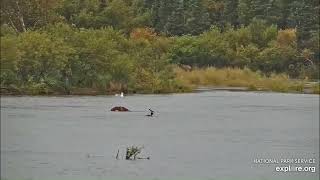 Otis snorkeling in lower river by Geo  452 views 7 months ago 1 minute, 57 seconds