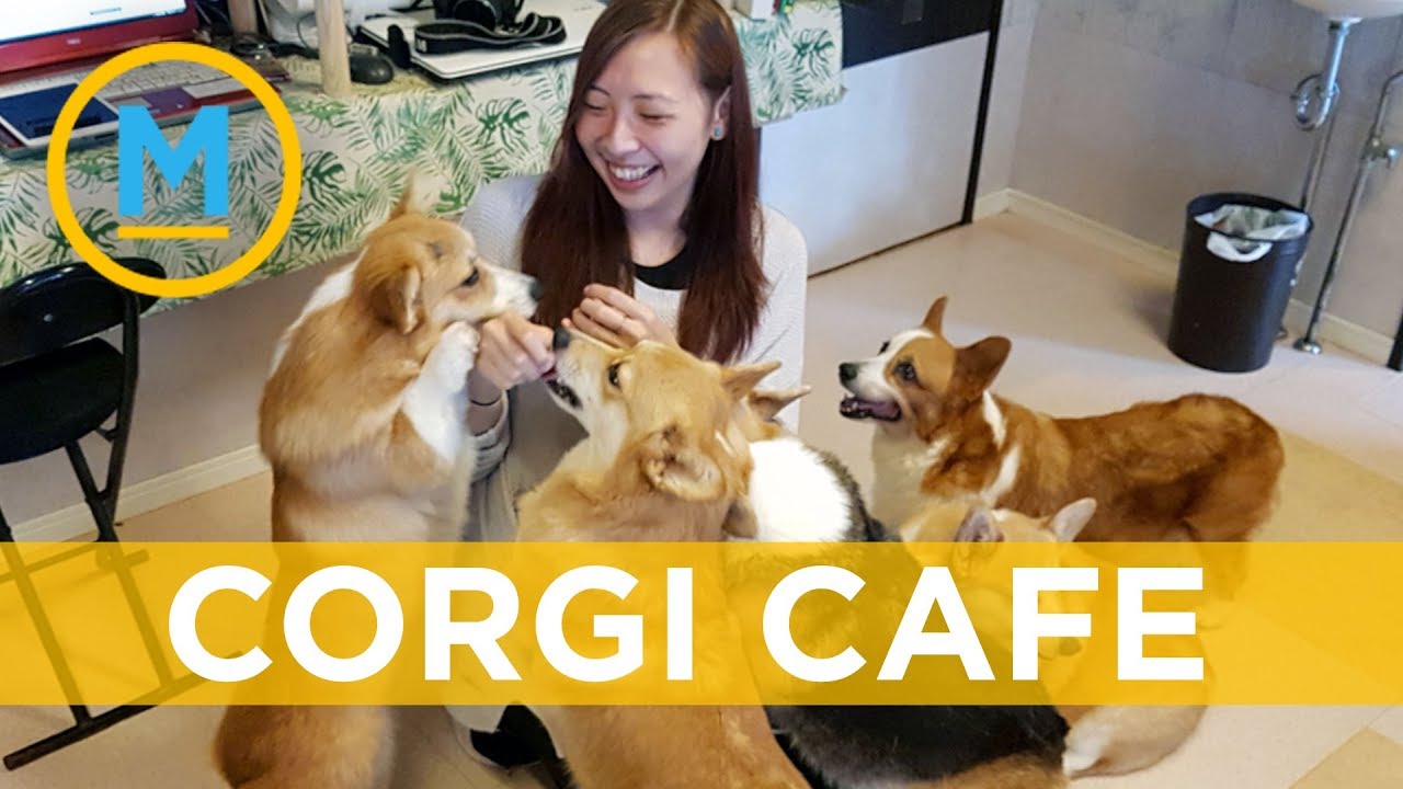 This cafe is a Corgi-lovers dream come true | Your Morning - YouTube