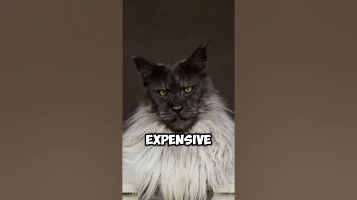 Video 8631131: african savannah cat, cat wild savannah, mix cat, cat breed, domestic cats wild, cat eye colors