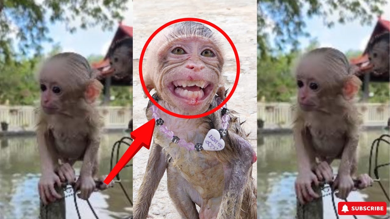 Funny & Cute Baby Monkeys Compilation 🐵 | Jungle Pranks & Wild Primates