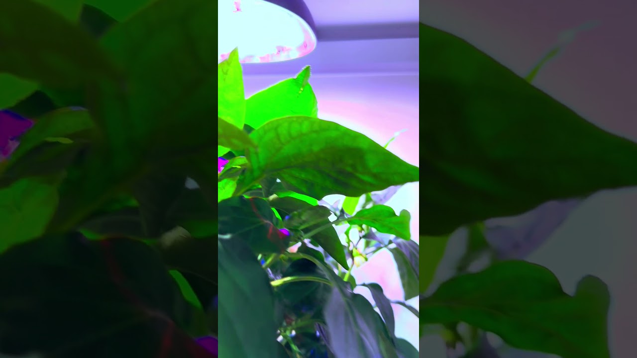 🌶️ Magic in Hydroponics: The New Era of Sweet Peppers 🌶️ 