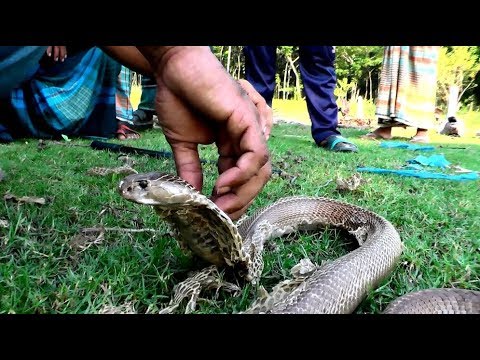 full hd video 1080p - 1920x1080 high quality free download পটুয়াখালী রাজ্জাক বিশ্বাস বিভিন্ন জায়গায় সাপ ধরার লাইভ ভিডিও নতুন পর্ব-০৫ | BD Snake Master | HD
