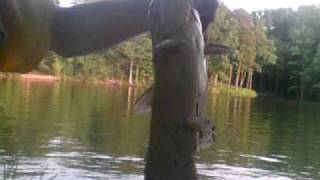 Who says that catfish wont bite when crappie fishing? part 2