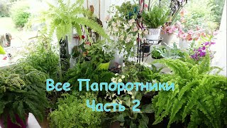 Обзор всех моих домашних папоротников и как я их нашла😉 Часть 2