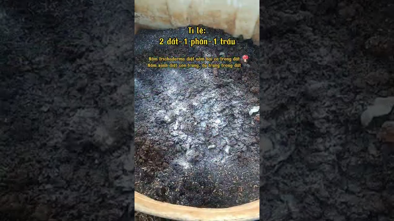 TRỒNG DÂU TÂY PHẦN 1- CÁCH TRỘN ĐẤT, LÓT CHẬU, PHỦ BỀ MẶT 😁🥰