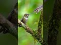 Unbelievable Gray Bird Squad Attacks Snake In The Wild Shorts Shortvideo Wildlife mp3