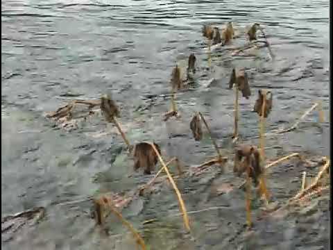 Почему представителей рода Брахимистаксы, Ленки — Brachymystax часто называют «Сибирская форель» ?