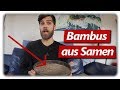 Moso Bambus Aussäen Pikieren Eintopfen Bambus Anbauen 1