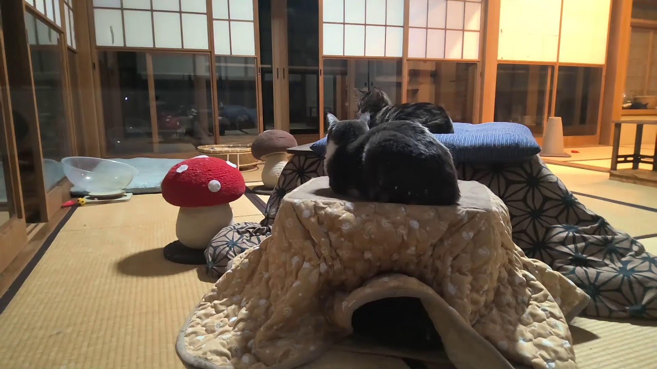 垂れ流し配信‗昼‗20260227