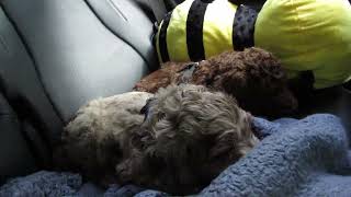 Aussidoodles riding in the car