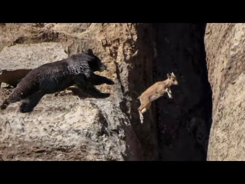 Mountain Goats vs bear Catch Me If you can |No Predator Can Catch Mountain Goats