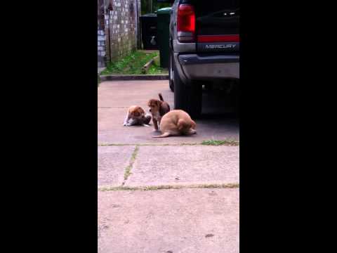 Mangy puppies in