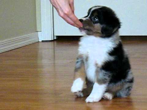 miniature australian shepherd 6 weeks 2 max the 6 week old mini aussie does his tricks come sit www miniature australian shepherd 6 weeks 2 max the 6 week old mini aussie does his tricks come sit www