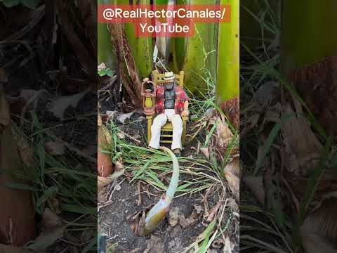 more #wwe #actionfigures 2 my #backyard #garden adventure place. Found perfect spot 4 #BrayWyatt
