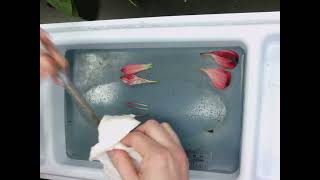 Alstroemeria Clean Up Instructions