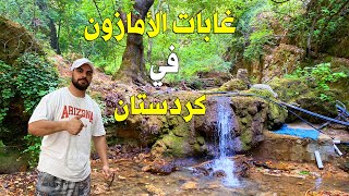 غابات كردستان | مصيف كلي زوركفان اربيل