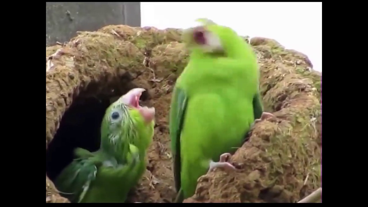 Super Funny Parrot DRUNK With You re BEST FRIEND YouTube