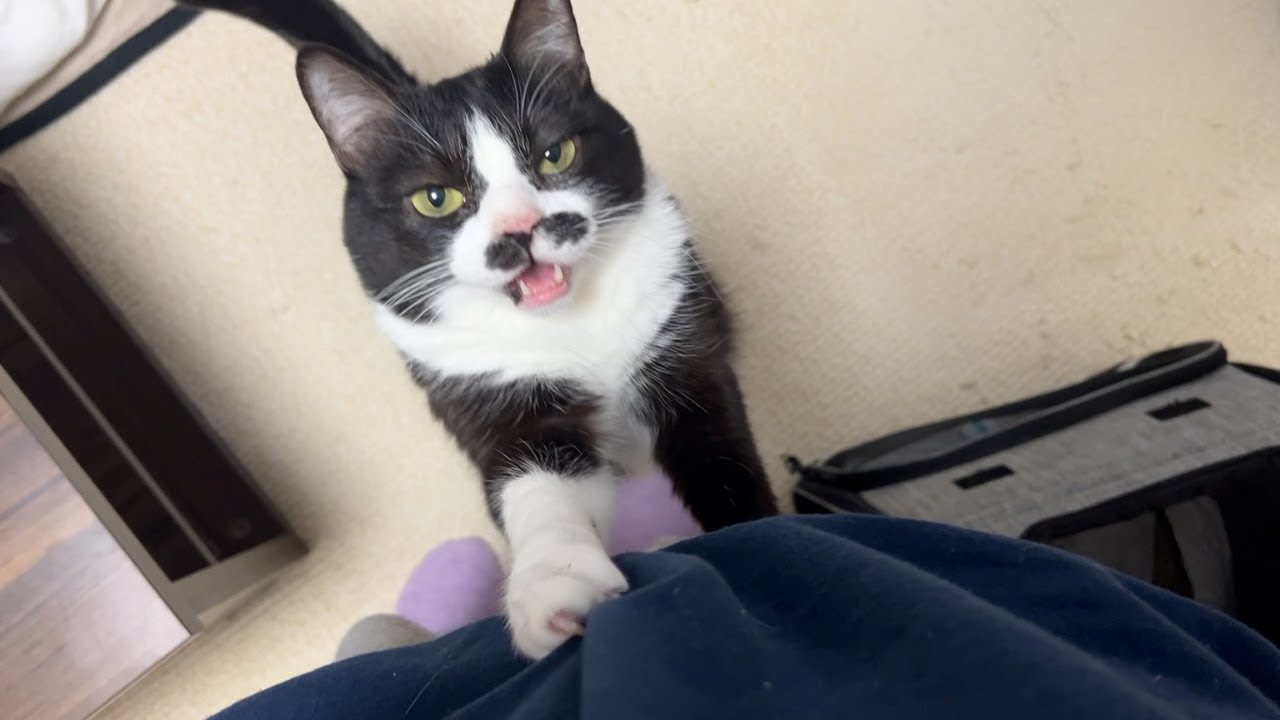 抱っこしてほしい時「わおーん」と独特な鳴き声で甘えてくるちょび髭猫