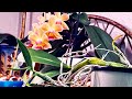 Aprende a reproducir tus Orquídeas NATURAL ║Orquídeas en el mundo