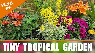 VLOG #4 - Tiny Tropical Garden UK