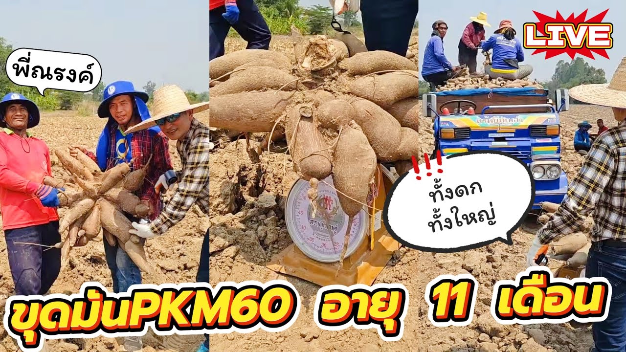 🔴LIVE สด! ขุดมัน 11 เดือน 7 ไร่ มันPKM60 พี่ณรงค์ ผู้จัดการมัน