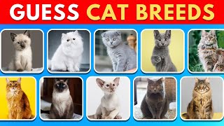 Can You Guess the Cat Breeds in 5 Seconds 🐈 | Animal Quiz