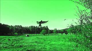 Pajaros: Avión. Musica: Kevin MacLeod: Zazie