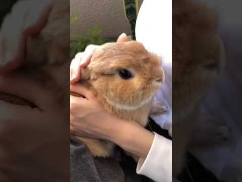 This Brown Bunny Acts Like A Baby And I Love It Rabbit Pets Funny Fypシ Viral Shorts