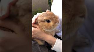 This Brown Bunny Acts Like A Baby And I Love It シViral