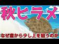 【秋ヒラメ】砂に潜む待ち伏せの狩人と、真っ向勝負する