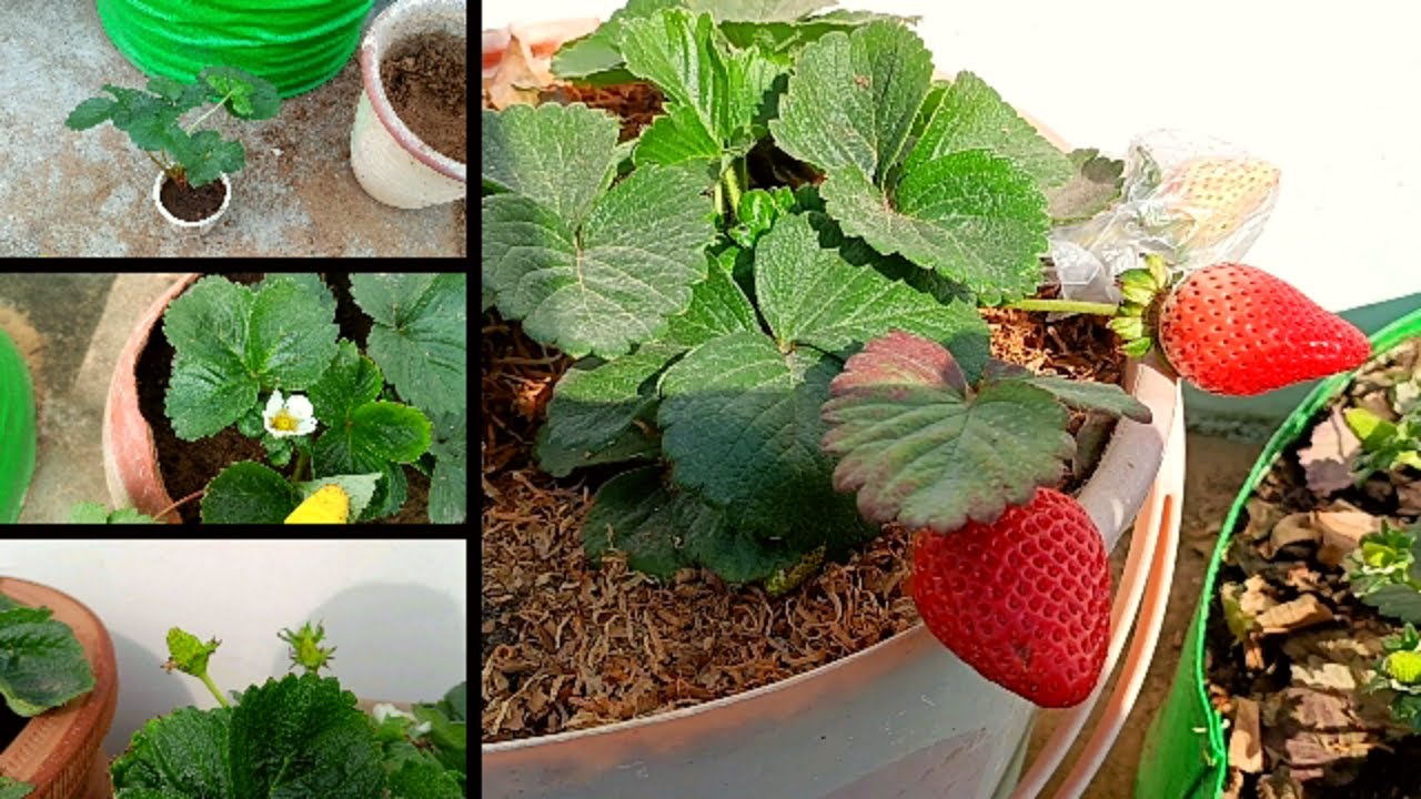 Rajasthan Me Ghar ki Chhat Per Hi Kar de Strawberry ki Kheti || 😍😍😍