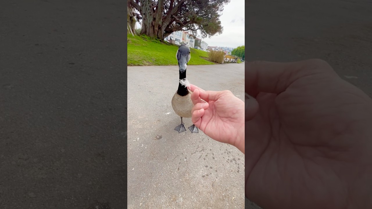 Goofamily come around me 2 💕😹🦤😹