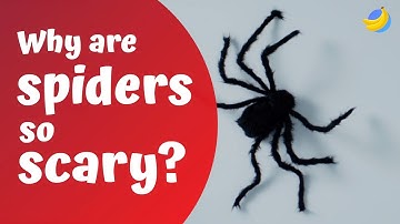 Why are spiders so scary?🕷| Curious Questions