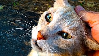 Jacob The Cat No Teeth Suffering Cancer Amazing Sad Pussy Cat Story