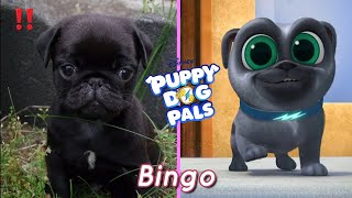 Puppy Dog Pals Characters In Real Life 2022 - Bingo is so cute! Puppy Dog Pals Characters In Real Life 2022 - Bingo is so cute!
