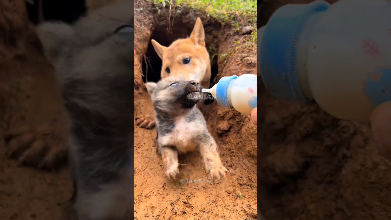 Scared Mother Dog Finally Trusted The Man | 😱 #shorts