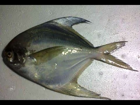 Efek Makan Ikan Dorang
