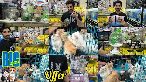 Watch the video about Best ever offers on Persian cats || pet's At Home in Hyderabad