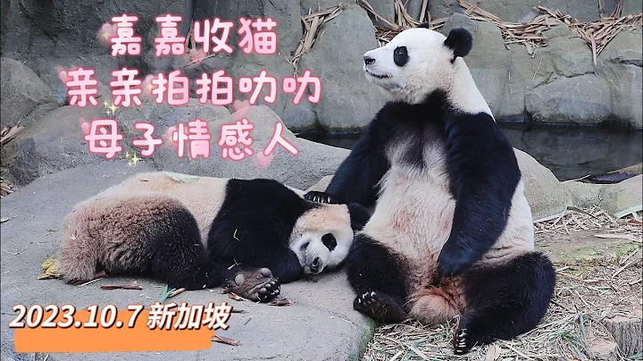 20231007 新加坡大熊貓媽媽嘉嘉溫柔叫醒兩歲叻叻太有愛，嘉嘉抱抱親親拍拍叻叻，然後坐在一旁慈愛看兒子 Singapore Giant panda mom Jia Jia❤️awake Le Le - 天天要聞
