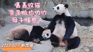 20231007 新加坡大熊猫妈妈嘉嘉温柔叫醒两岁叻叻太有爱嘉嘉抱抱亲亲拍拍叻叻然后坐在一旁慈爱看儿子 Singapore Giant panda mom Jia Jia❤awake Le Le