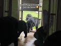 Funnily how rescued moon bears are loved 🥰😂 #animalasia #moonbear #endbearbilefarming