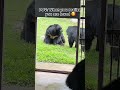 Funnily how rescued moon bears are loved 🥰😂 #animalasia #moonbear #endbearbilefarming