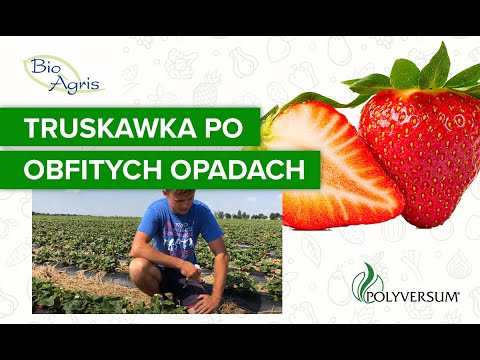 Wideo: Uprawa Truskawki O Małych Owocach, Powtarzających Się