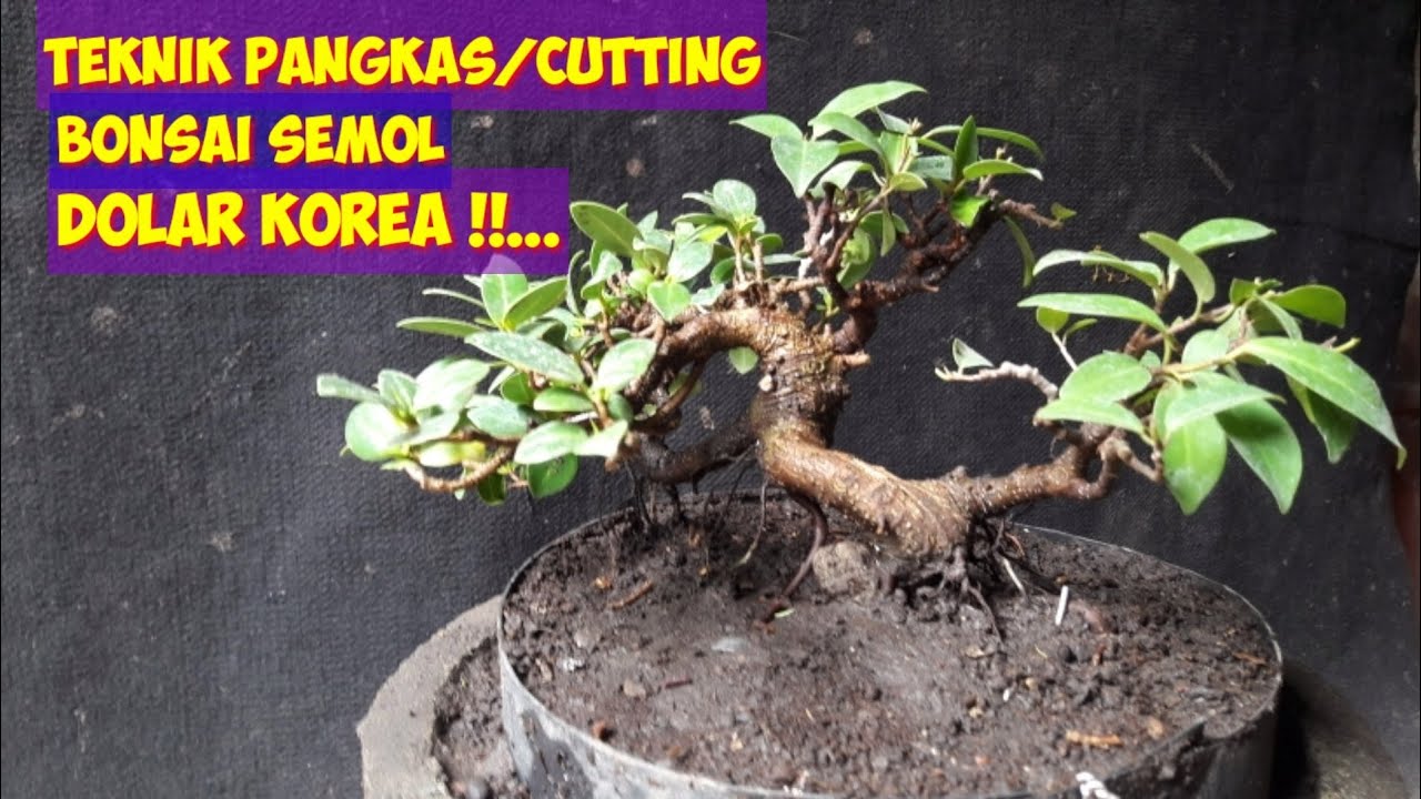 PROGRAM BONSAI DOLAR KOREA UKURAN SEMOL TEKNIK CUTTING. YouTube