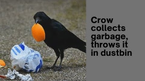 Crow collects garbage, throws it in dustbin