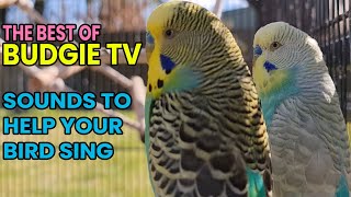 Happy Energetic Budgie Sounds for Lonely Birds. by Pet TV Australia 5,076 views 1 year ago 14 minutes, 7 seconds