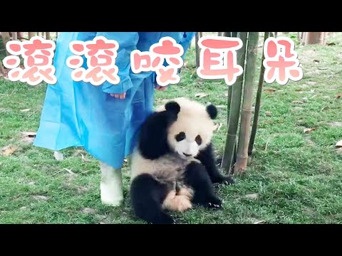 《熊貓主題趴》滾滾們的悄悄話時間 | iPanda熊貓頻道